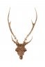 Queen Spawn - Deer skull, copper shim, shells